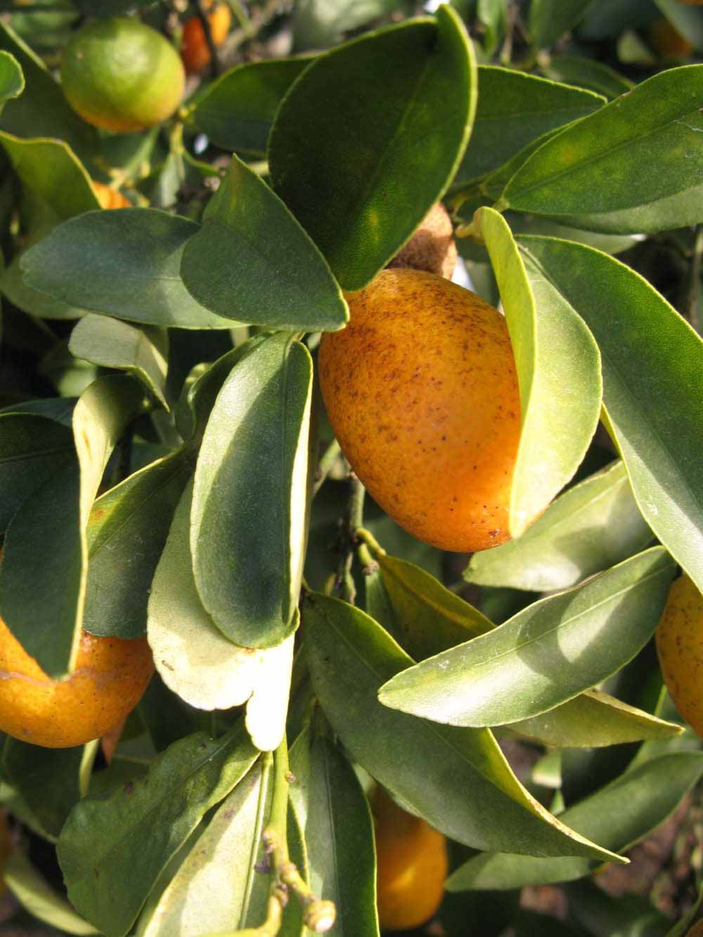            Sun leaves (Winter Haven, FL)   